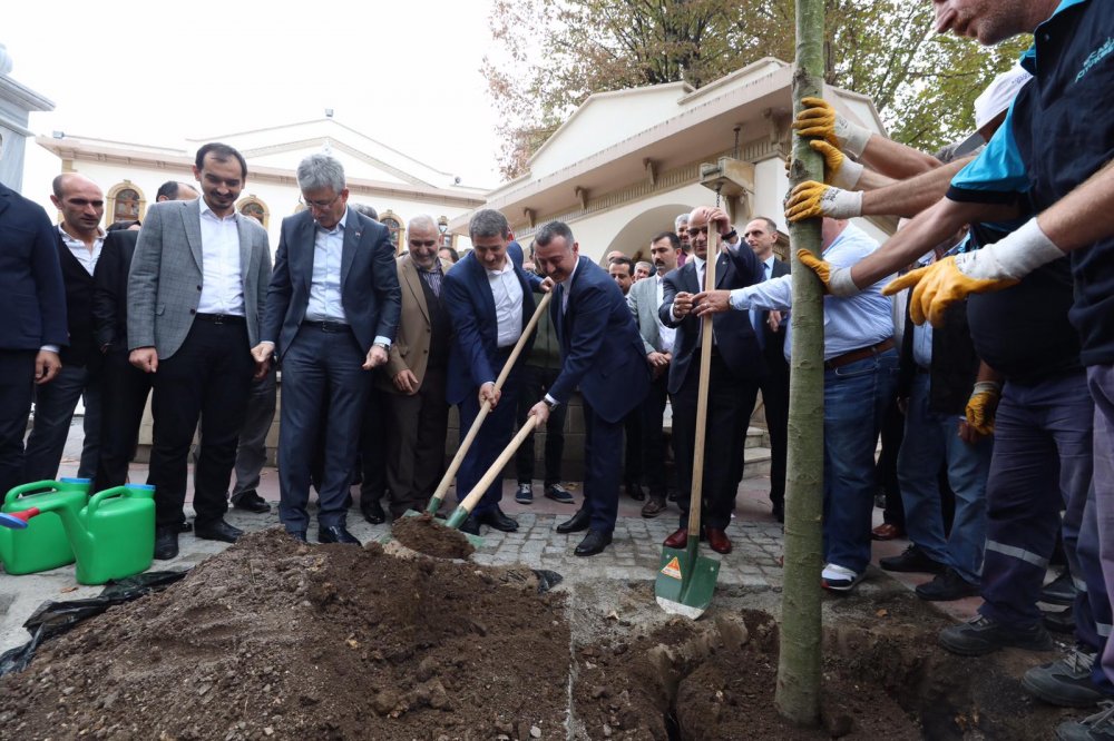 Kesilen çınar ağacının yerine yenisi dikildi! Kesilen çınar ağacının yerine yenisi dikildi!
