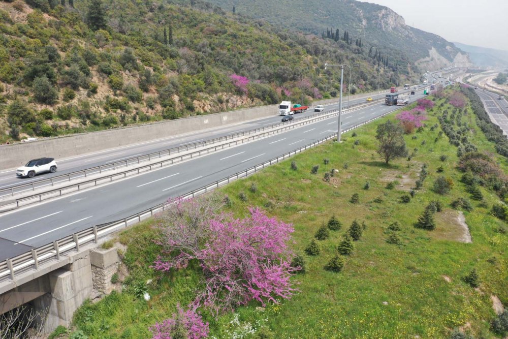 10 yıl önce dikilen Erguvan ağaçları çiçek açtı 10 yıl önce dikilen Erguvan ağaçları çiçek açtı