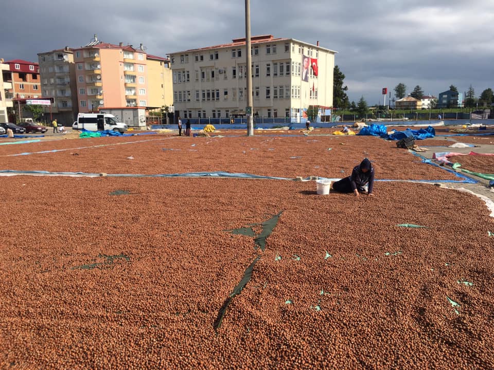 İngiliz Televizyonu neden Türk Fındığı’nın geleceği konulu belgesel çekiyor? İngiliz Televizyonu neden Türk Fındığı’nın geleceği konulu belgesel çekiyor?