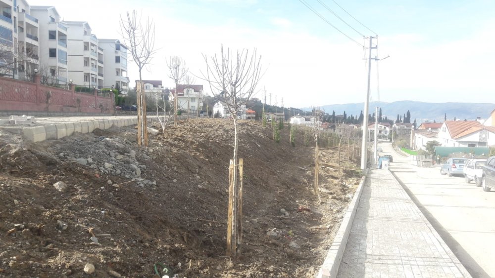 Değirmendere kestanelik alanı ağaçlandırıldı Değirmendere kestanelik alanı ağaçlandırıldı