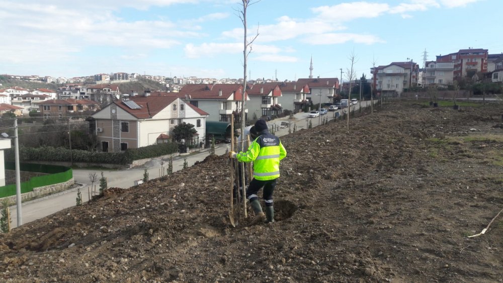 Değirmendere kestanelik alanı ağaçlandırıldı Değirmendere kestanelik alanı ağaçlandırıldı