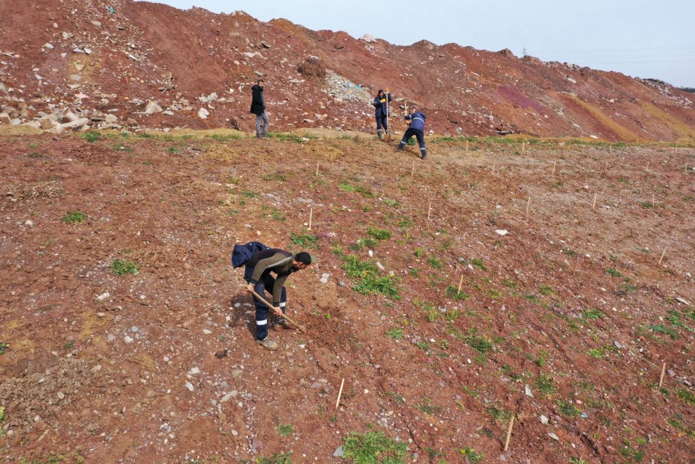 İlimtepe Dolgu Alanı’na 8 bin Toros Sediri dikilecek İlimtepe Dolgu Alanı’na 8 bin Toros Sediri dikilecek