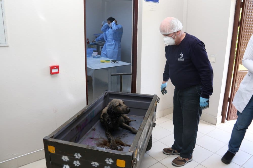 Zifte yapışan köpek, kurtarıldı!
