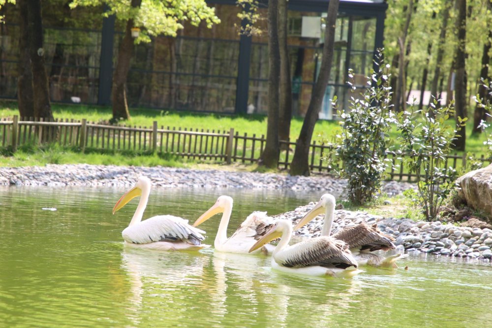 Ormanya’nın yeni sakinleri ‘’Pelikanlar’’ oldu Ormanya’nın yeni sakinleri ‘’Pelikanlar’’ oldu