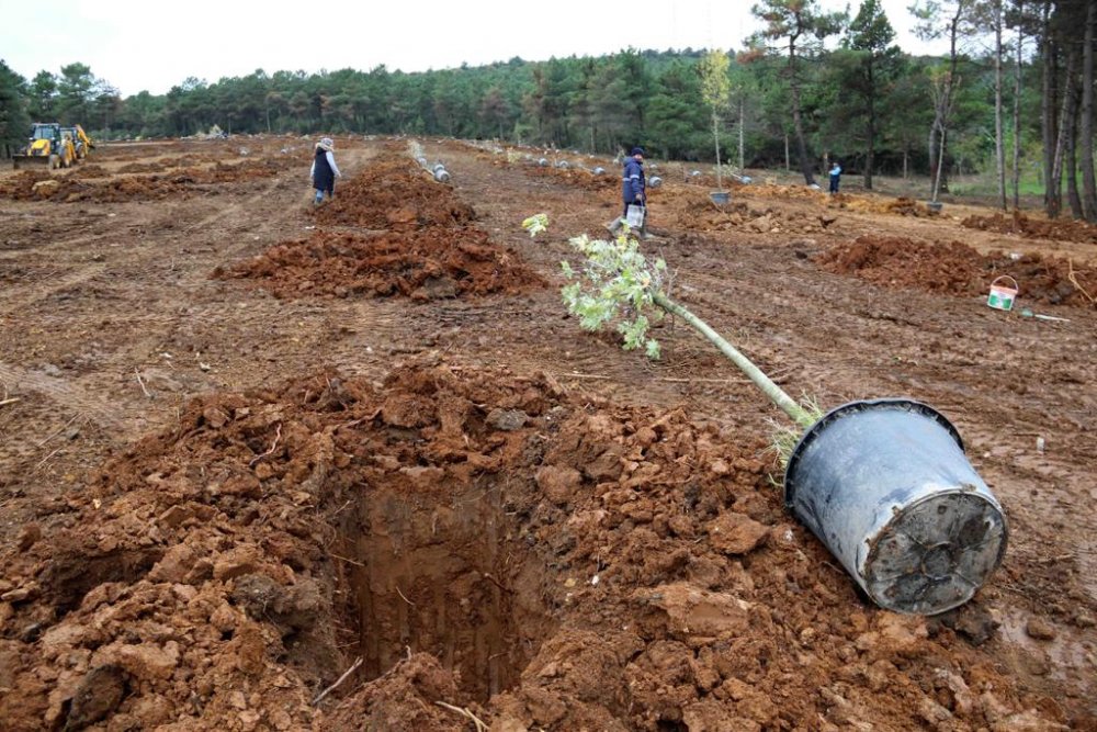 Meyve Ağaçları korunmalı, geleneksel meyvecilik yaşatılmalı 