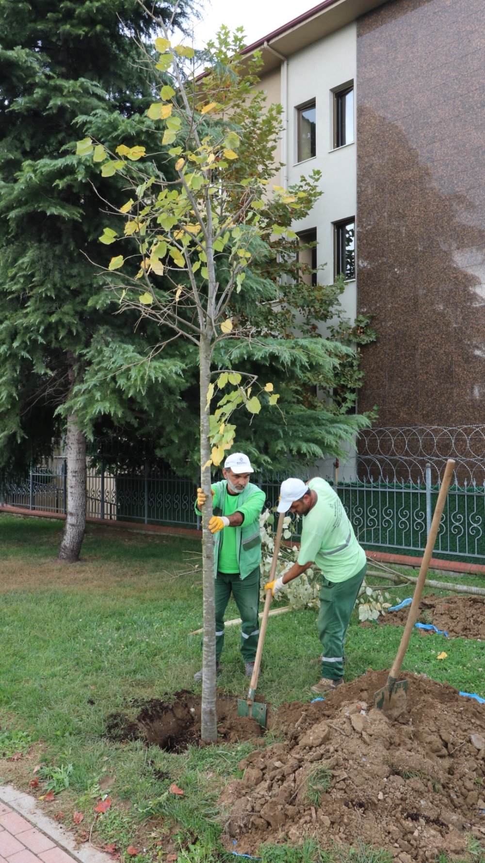 Ağaç dikim sezonu İzmit’ten başladı Ağaç dikim sezonu İzmit’ten başladı