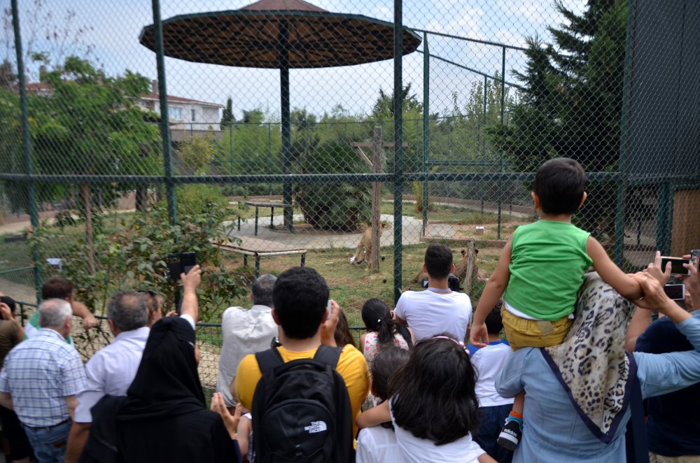 Darıca’da aslanlara hediye paketi! Darıca’da aslanlara hediye paketi!