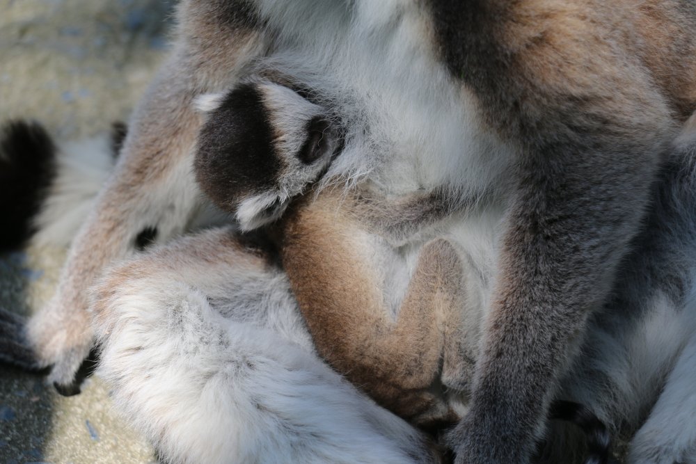 Lemurlar yavru dünyaya getirdi! Lemurlar yavru dünyaya getirdi!