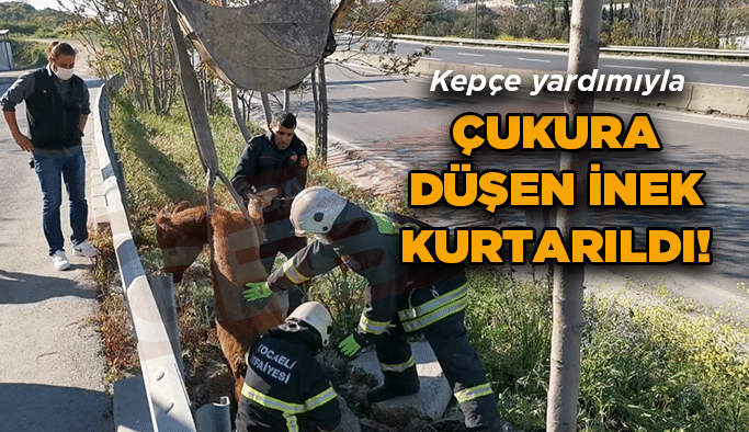 Çukura düşen inek kurtarıldı!
