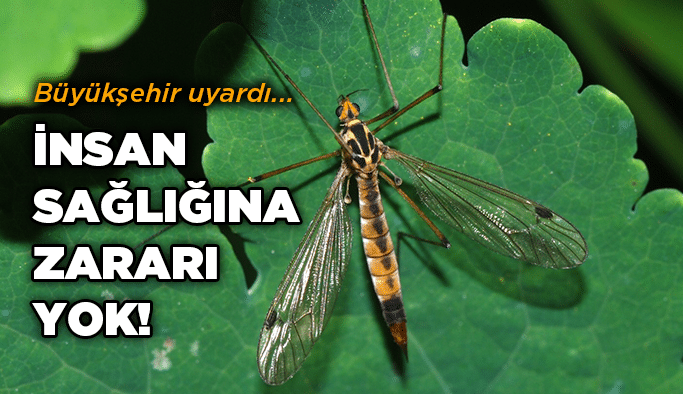 İnsan sağlığına zararı yok!