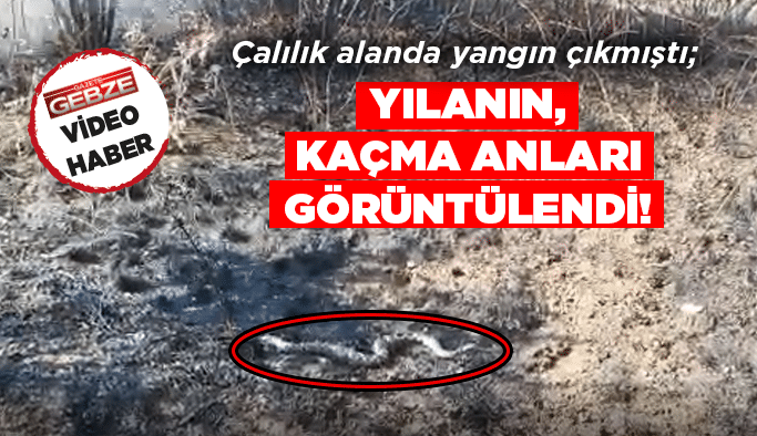 Yılanın, yangından kaçma anları görüntülendi!