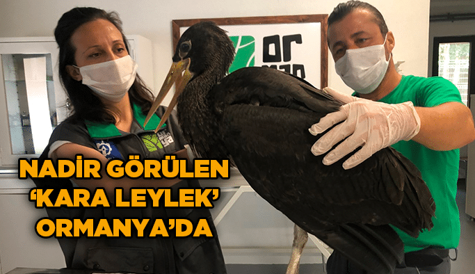 Nadir görülen ‘Kara Leylek’ Ormanya’da