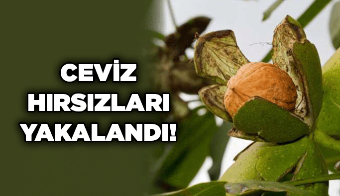 Ceviz hırsızları yakalandı!