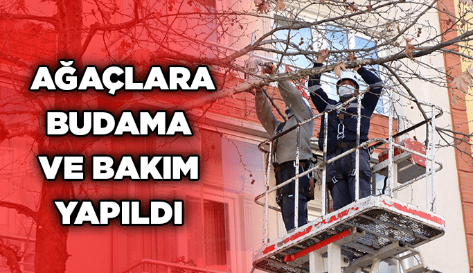 Ağaçlara budama ve bakım yapıldı
