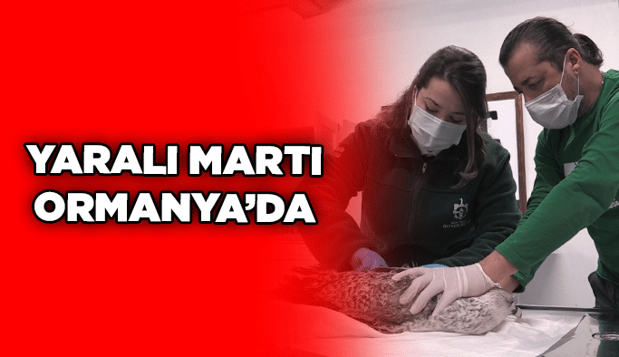 Yaralı martı Ormanya’da