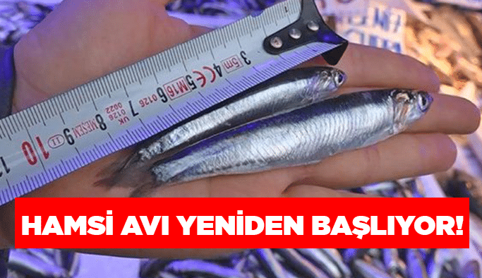 Hamsi avı yeniden başlıyor!