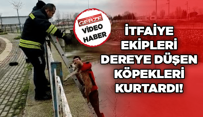 İtfaiye ekipleri dereye düşen köpekleri kurtardı!
