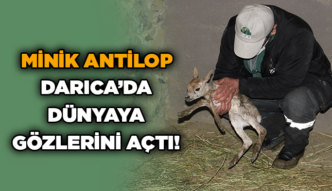 Minik antilop Darıca’da dünyaya gözlerini açtı!
