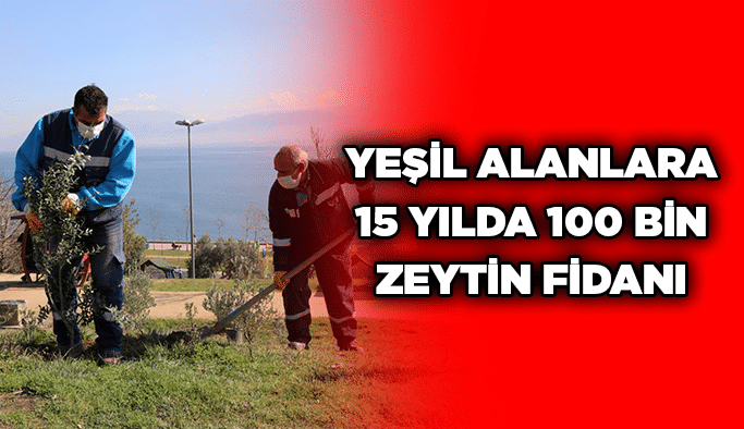 Yeşil alanlara 15 yılda 100 bin zeytin fidanı