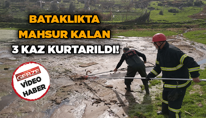 Bataklıkta mahsur kalan 3 kaz kurtarıldı!