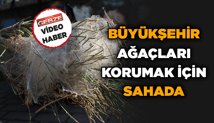 Büyükşehir ağaçları korumak için sahada