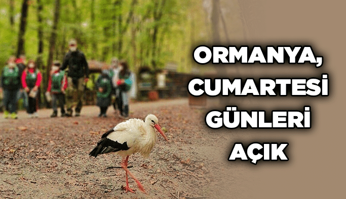 Ormanya, Cumartesi günleri açık
