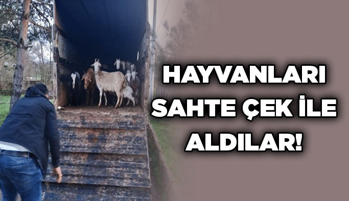 Hayvanları sahte çek ile aldılar!