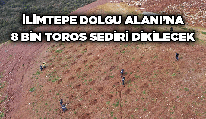 İlimtepe Dolgu Alanı’na 8 bin Toros Sediri dikilecek