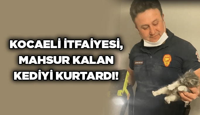 Kocaeli itfaiyesi, mahsur kalan kediyi kurtardı!