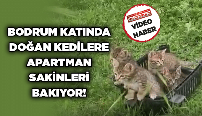 Bodrum katında doğan kedilere apartman sakinleri bakıyor!