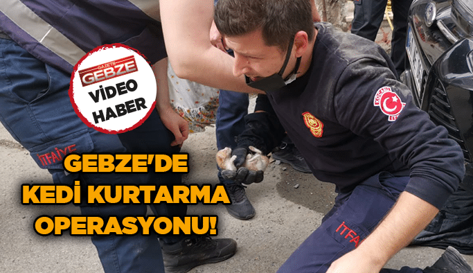 Gebze'de kedi kurtarma operasyonu!