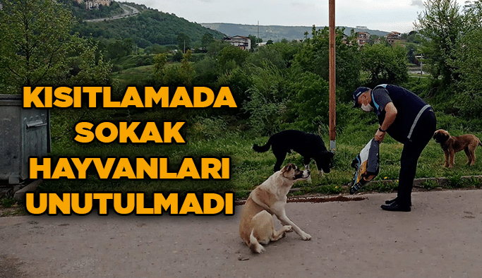 Kısıtlamada sokak hayvanları unutulmadı