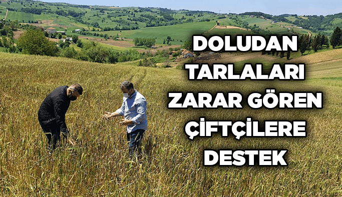 Doludan tarlaları zarar gören çiftçilere destek