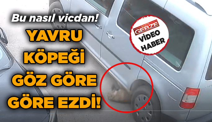 Yavru köpeği göz göre göre ezdi!