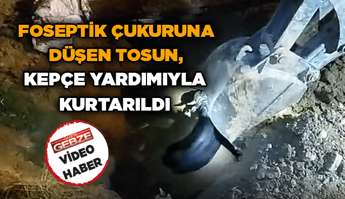 Foseptik çukuruna düşen tosun, kepçe yardımıyla kurtarıldı