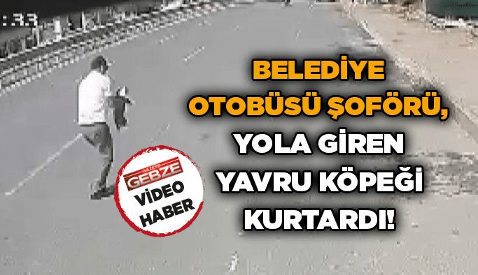 Belediye otobüsü şoförü, yola giren yavru köpeği kurtardı!