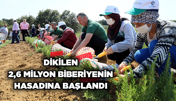 Dikilen 2,6 milyon biberiyenin hasadına başlandı
