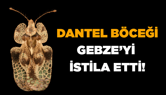 Dantel böceği Gebze’yi istila etti!