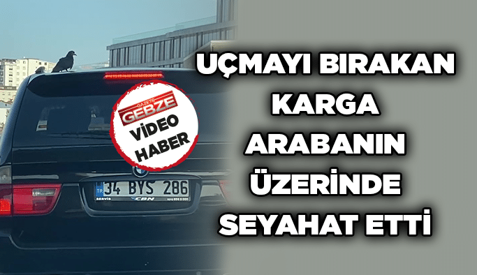 Uçmayı bırakan karga arabanın üzerinde seyahat etti