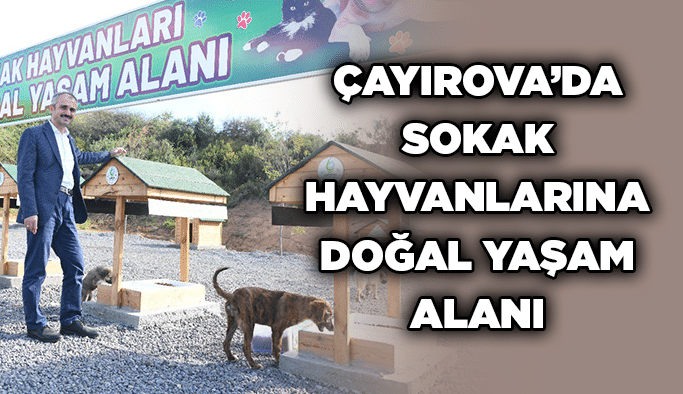 Çayırova’da Sokak hayvanlarına doğal yaşam alanı