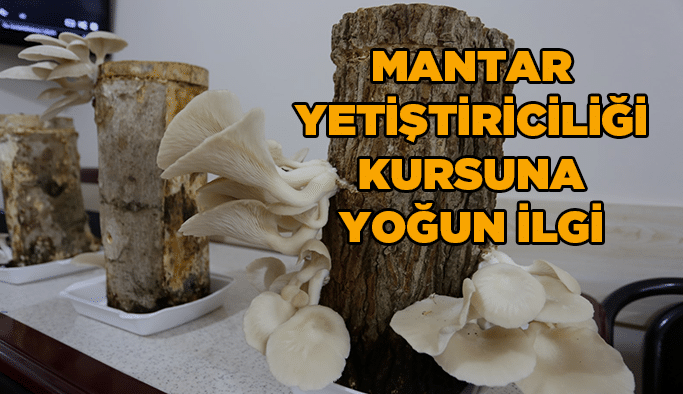 Mantar Yetiştiriciliği kursuna yoğun ilgi