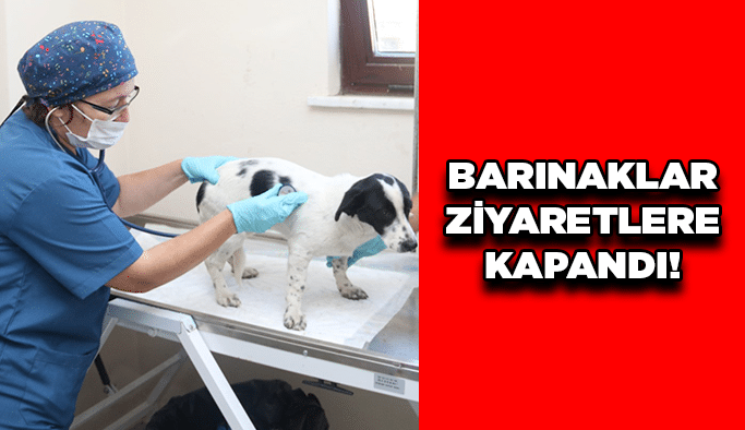 Barınaklar ziyaretlere kapandı!