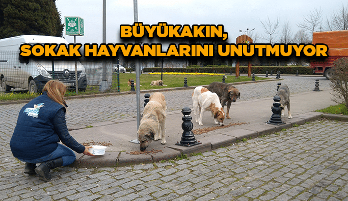 Başkan Büyükakın, sokak hayvanlarını unutmuyor