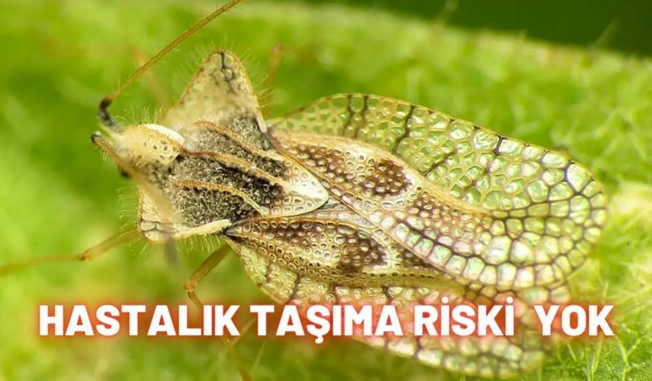 KBB’den O Böcek İle İlgili Açıklama