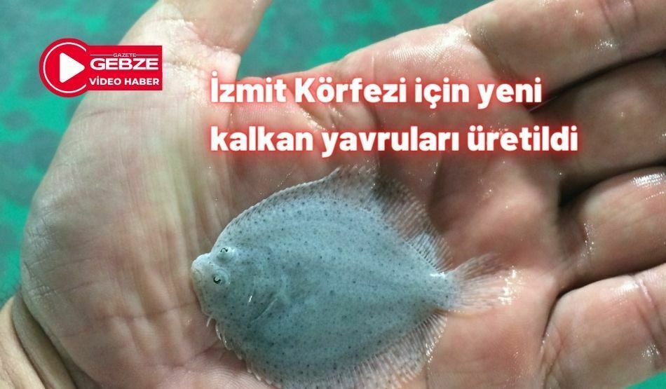 İzmit Körfezi için yeni kalkan yavruları üretildi