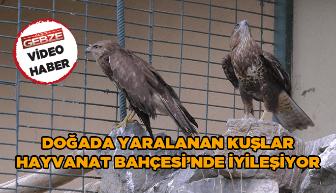 Doğada yaralanan kuşlar Hayvanat Bahçesi'nde iyileşiyor