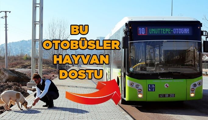 Hayvan dostu otobüsler yollarda…