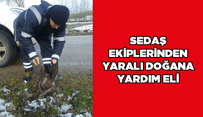 SEDAŞ ekiplerinden yaralı doğana yardım eli