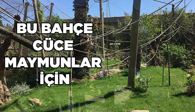 Cüce maymunlara yazlık bahçe konforu