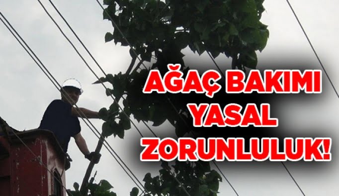 Ağaç bakımı yasal zorunluluk!